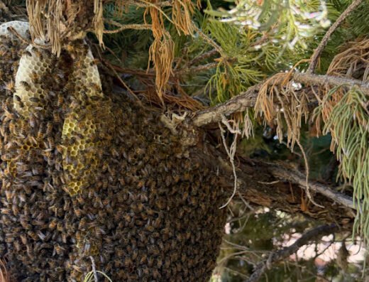 Coastal Bee Conservation – pest control in San Diego