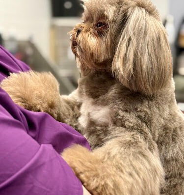 Collars Dog Resort