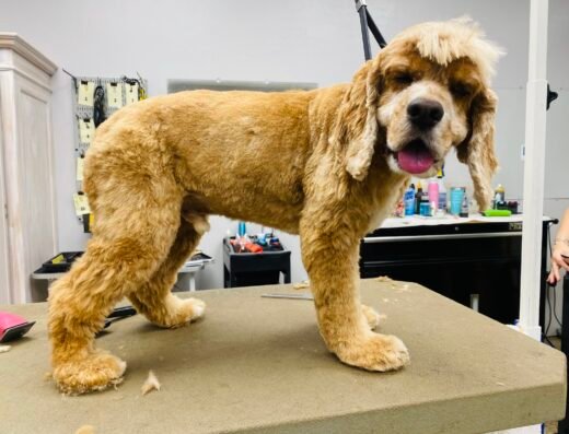 Cuddly Critters – pet care in Orlando (photo 1)