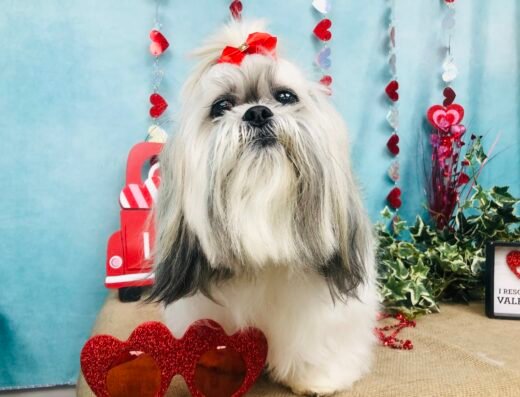 Cuddly Critters – pet care in Orlando (photo 2)
