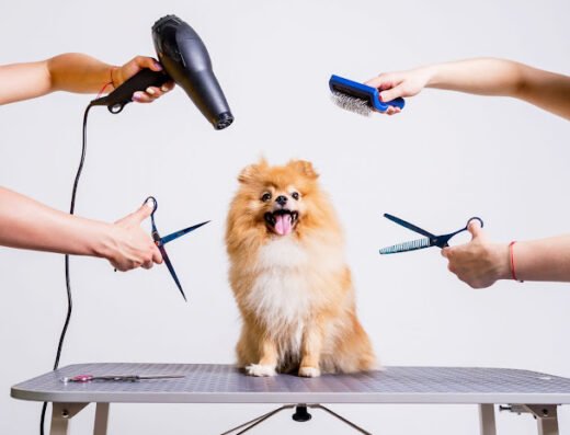 Dang Diggity Dog & Pet Grooming San Jose – Organic Pet Salon