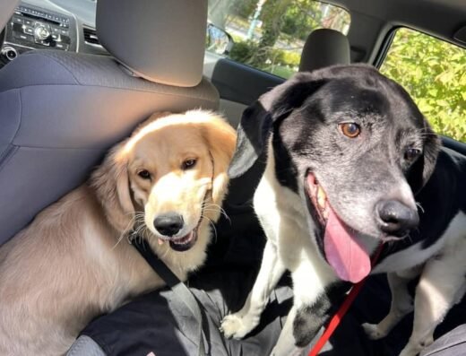 Daniel’s Waggin Tails Pet Care