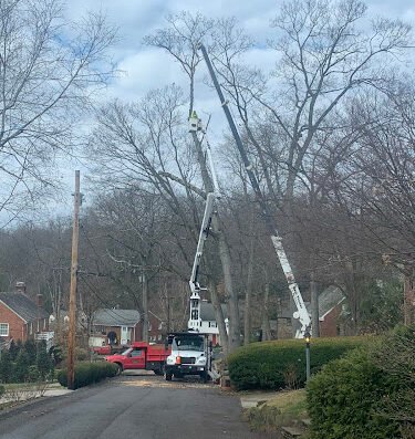 Dean Thomas Tree Service – tree service in Pittsburgh
