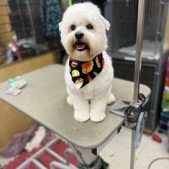 Del Paso Grooming – pet grooming in Sacramento (photo 1)