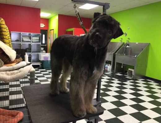 Delmar Doggie Design – pet care in St. Louis