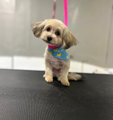 Detroit Dog Salon