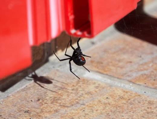 Dewey Pest & Termite Control