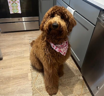 Dilworth Dog Grooming