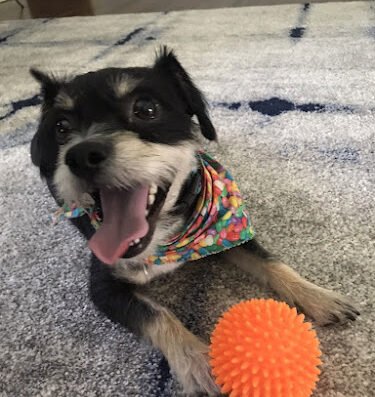 Dog Bone Pet Sitting and Dog Walking