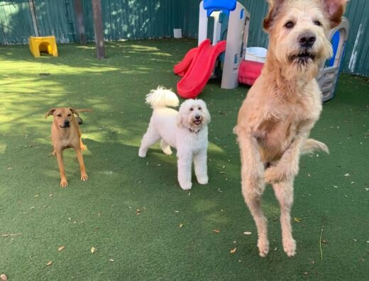 Dog Day Afternoon – pet care in Orlando (photo 1)