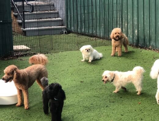 Dog Day Afternoon – pet care in Orlando (photo 2)