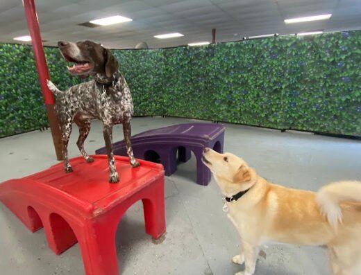 Dog Day Afternoon – pet care in Orlando