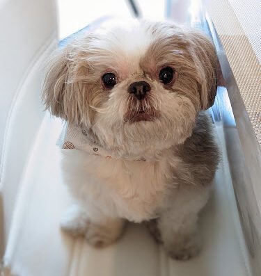 Dog Grooming PETfectionist – pet care in San Jose