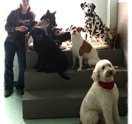 Dogcity – Daycare + Grooming
