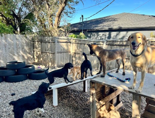 Doggie Depot OKC – pet care in Oklahoma City