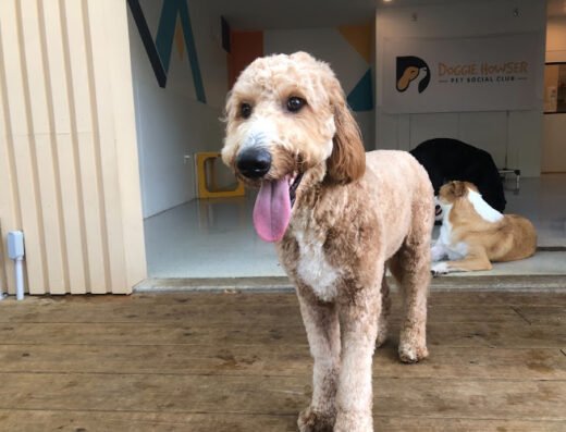 Doggie Howser Pet Social Club
