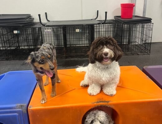 Dogtopia of Downtown Orlando – pet care in Orlando (photo 1)
