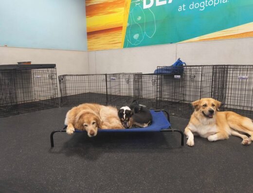 Dogtopia of Downtown Orlando – pet care in Orlando (photo 2)