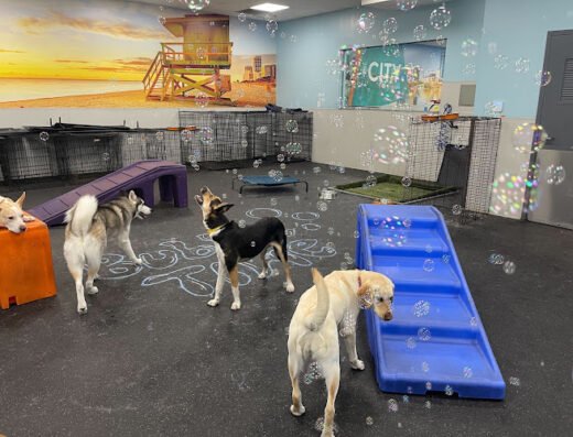 Dogtopia of Downtown Orlando – pet care in Orlando