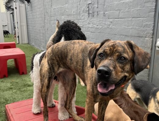 Dogtopia of Houston – W. Alabama Street