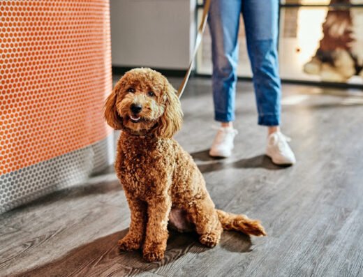 Dogtopia of South Waterfront – pet care in Portland