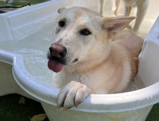 Dogtown Cincinnati – pet care in Cincinnati (photo 2)