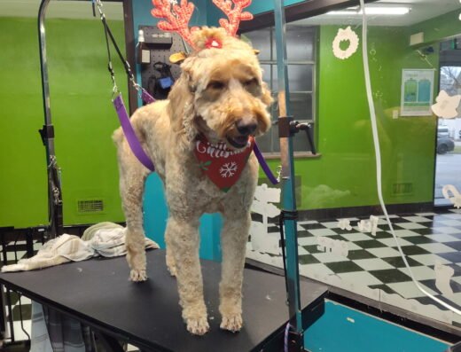 Dogtown Cincinnati – pet care in Cincinnati