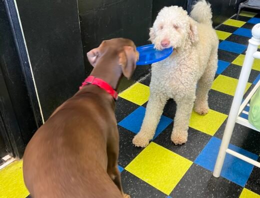 Dogtown Green Township – pet care in Cincinnati (photo 3)