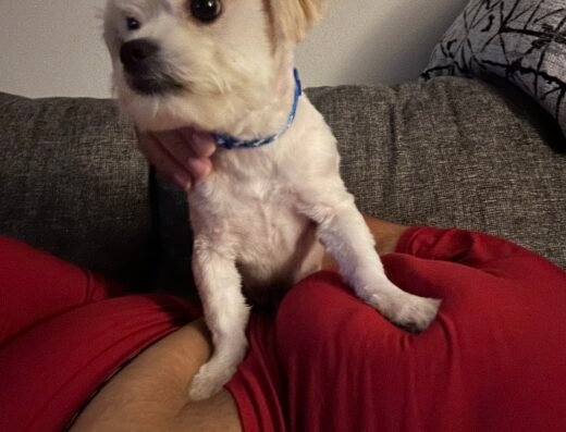 Dolled Up Doggies – pet care in Cincinnati (photo 1)