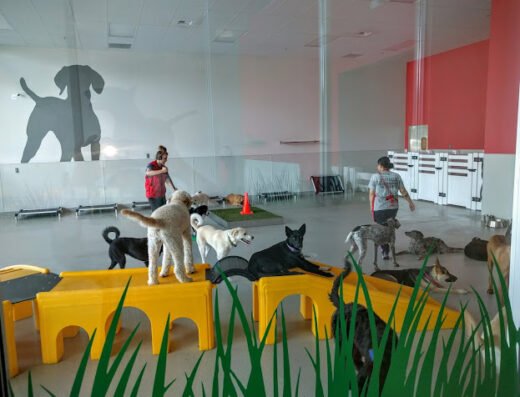 Downtown Dog Lounge