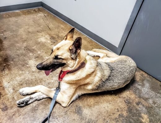 EaDo Veterinary Clinic