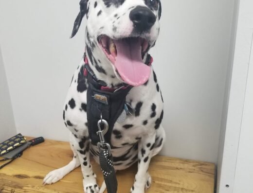 EaDo Veterinary Clinic