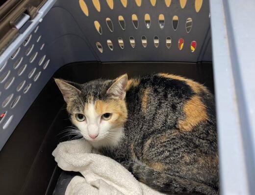 East End Animal Surgery and Urgent Care