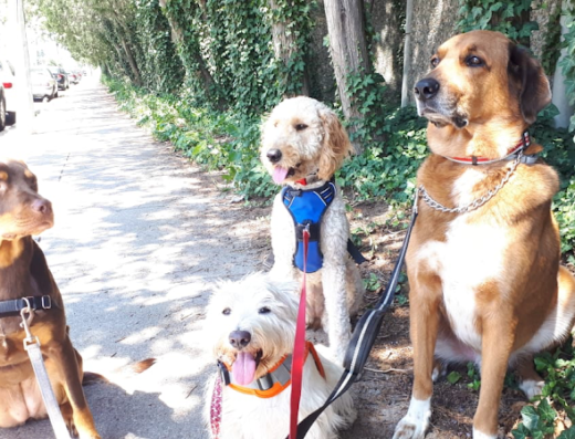 Eastie Walks – pet care in Boston