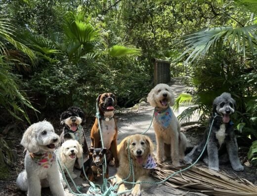 Eola Pets – pet care in Orlando (photo 1)