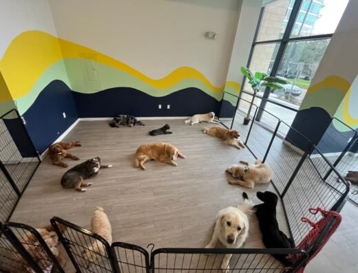 Eola Pets – pet care in Orlando (photo 2)