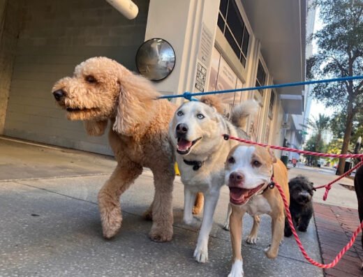 Eola Pets – pet care in Orlando