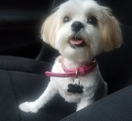 Fancy Pups Groom & Board – pet care in New Orleans