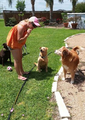 FidoSit Pet Sitter