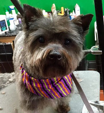 Flying Fur Grooming Salon – pet care in St. Louis