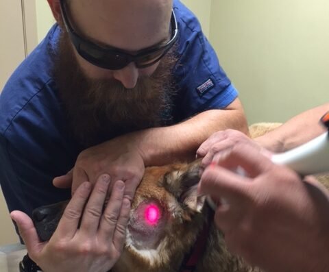 Forest West Animal Clinic