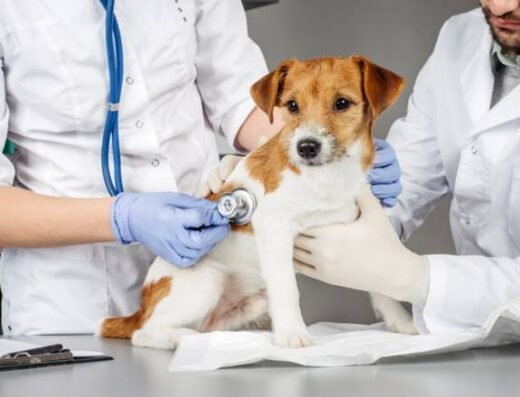 Forest West Animal Clinic