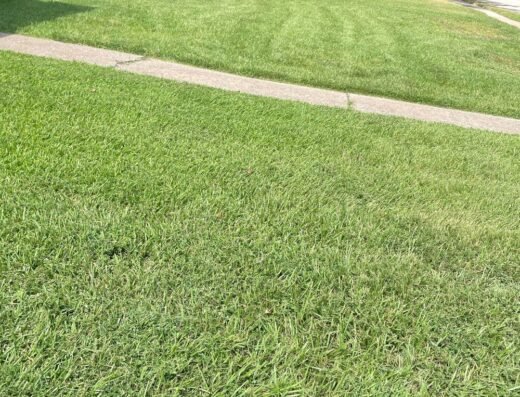 Fresh Lawn