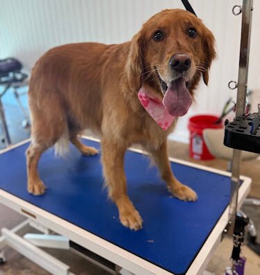 FreshCoat Grooming – pet care in Charlotte