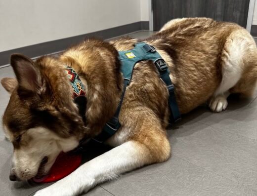 Fur & Feather Veterinary Hospital