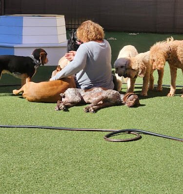 Fur Real K9's – pet care in St. Louis