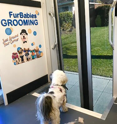 FurBabies Mobile Grooming