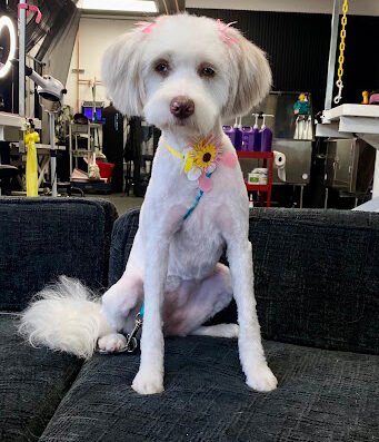 FURBABY FANCY GROOMING STUDIO – JAPANTOWN