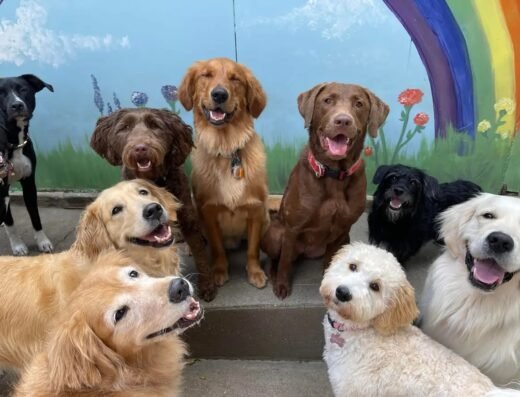 Furkids Dog Daycare – pet care in Cincinnati (photo 2)