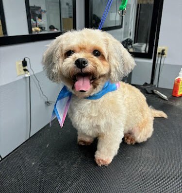Furry Fadez Pet Grooming
